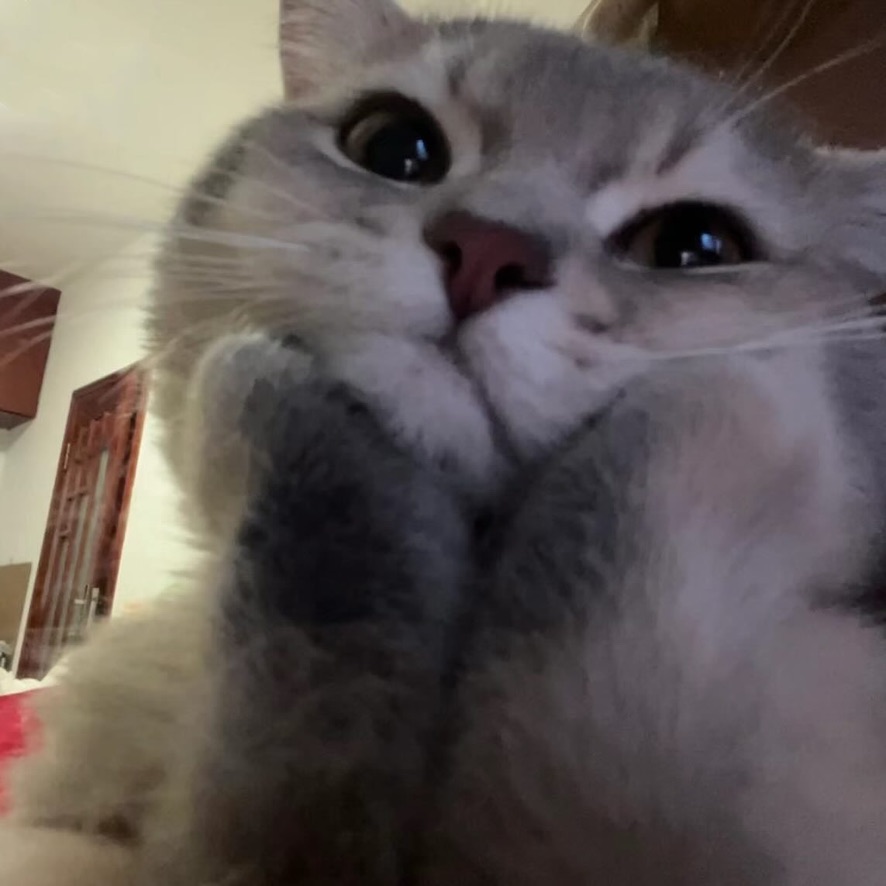 Un joli chat, cliquer pour lancer ou mettre en pause la musique